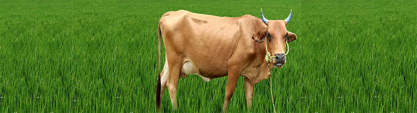 cow